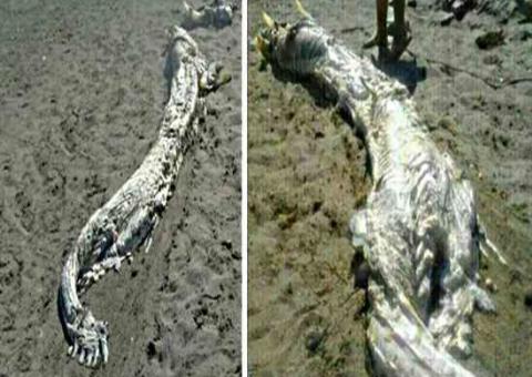 Monstro marinho parecido com dragão chinês assusta banhistas na Espanha